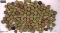column seed