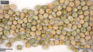 seed