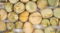 column seed