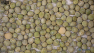 seed