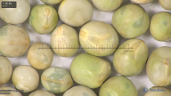 column seed
