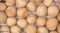 column seed