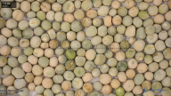 column seed