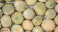 column seed