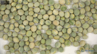 seed