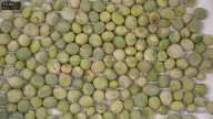 column seed