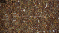 seed