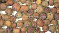 column seed