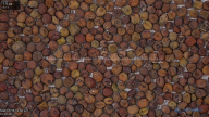 seed