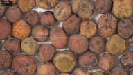 column seed