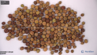 seed