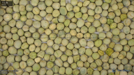 seed