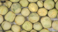 column seed