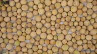 seed