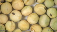 column seed