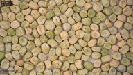 seed