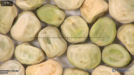 column seed
