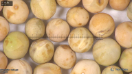 column seed
