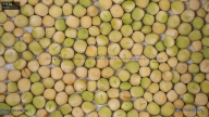 seed