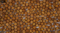 seed