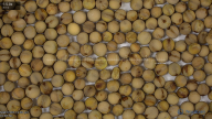 seed