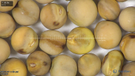 column seed