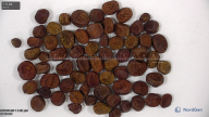 seed