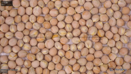 seed