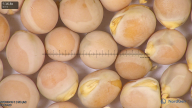 column seed