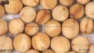 column seed