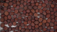 column seed