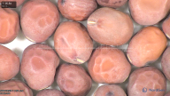 column seed