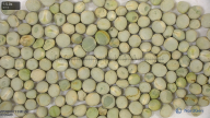 seed