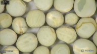 column seed