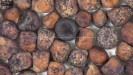 column seed