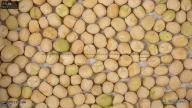 seed