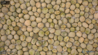 seed