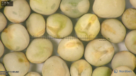 column seed