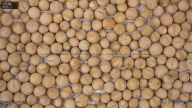 seed