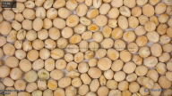 seed