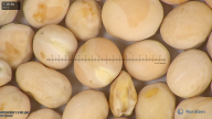 column seed
