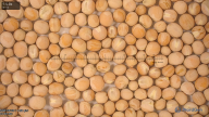 seed