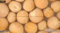 column seed