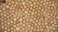seed