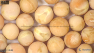 column seed