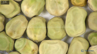 column seed