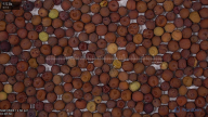 seed