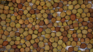 seed