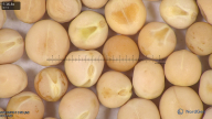 column seed
