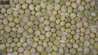 column seed